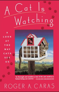 Cat is Watching