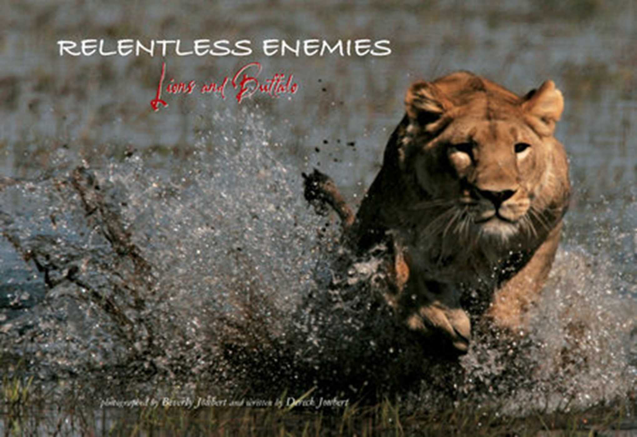 Relentless Enemies: Lions and Buffalo 1 Relentless Enemies: Lions and Buffalo