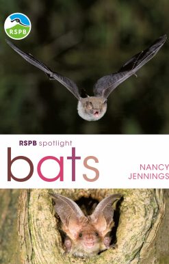 RSPB Spotlight Bats