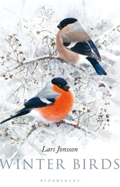 Winter Birds