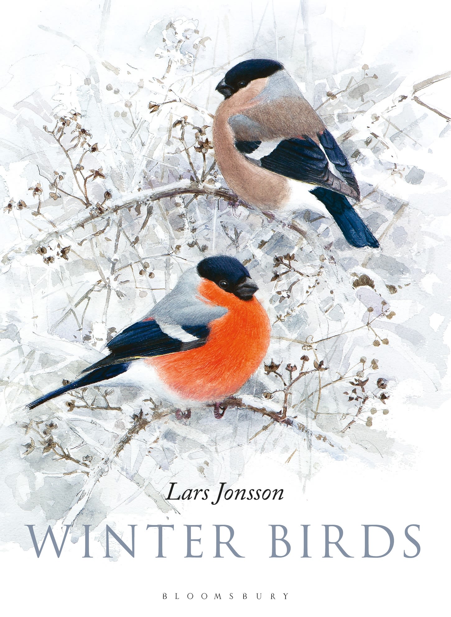 Winter Birds 1 Winter Birds