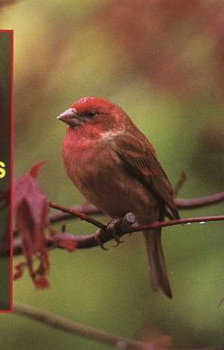 National Audubon Society Pocket Guide to Songbirds and Familiar Backyard Birds: Eastern Region: East