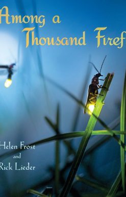Among a Thousand Fireflies