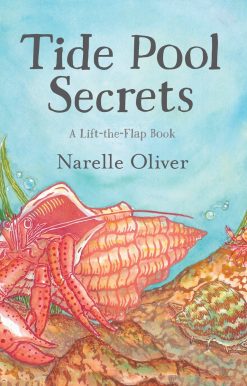 Tide Pool Secrets: