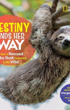Destiny Finds Her Way: How a Rescued Baby Sloth Learned to Be Wild