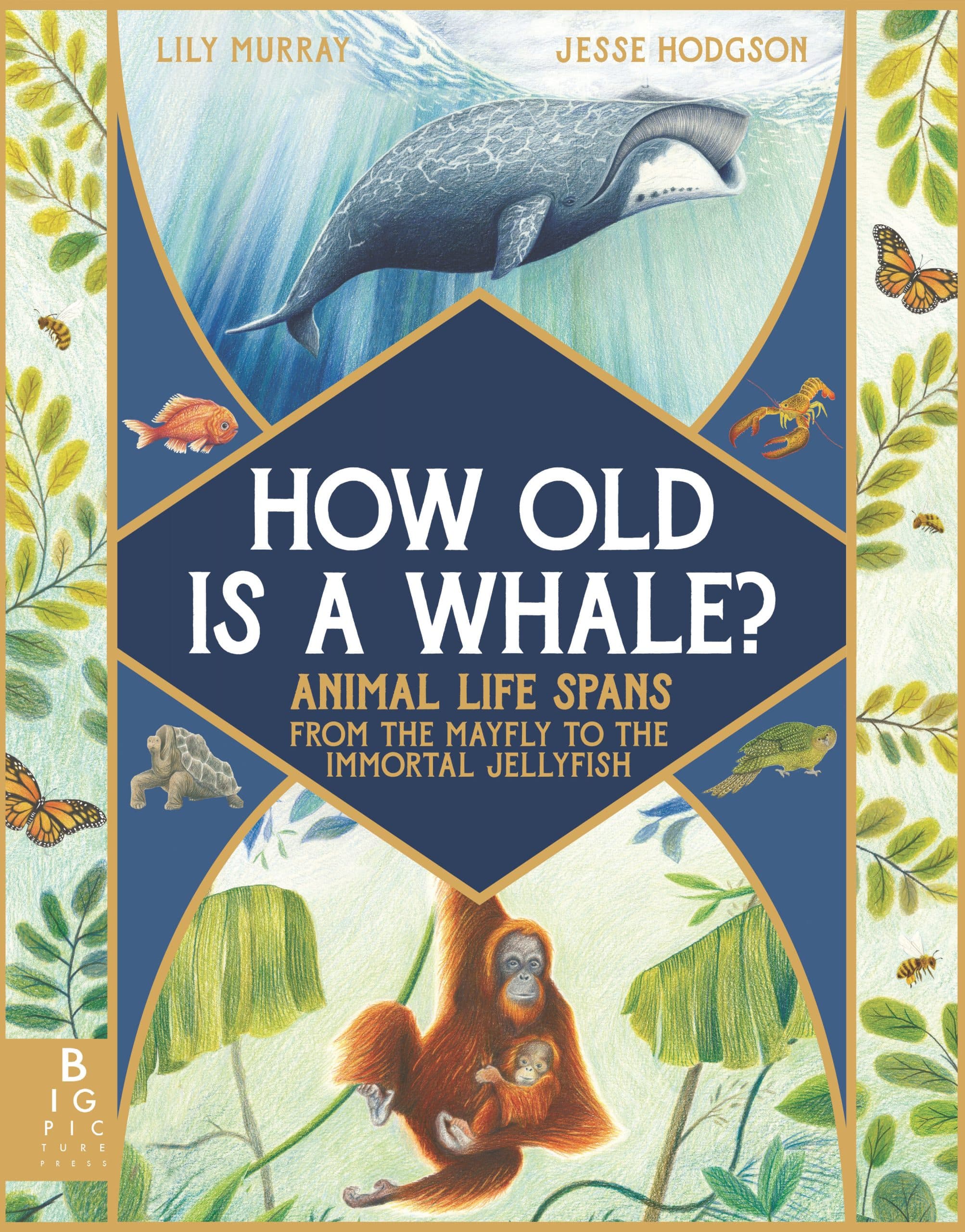 9781536229752 How Old Is a Whale?: Animal Life Spans from the Mayfly to the Immortal Jellyfish
