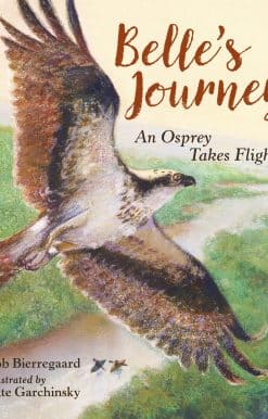 Belle's Journey: An Osprey Takes Flight
