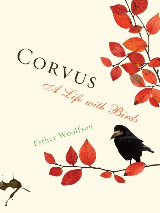 A Life with Birds: Corvus