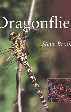 Dragonflies