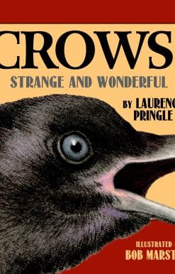 Strange and Wonderful: Crows!