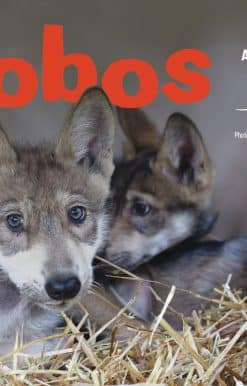Lobos: A Wolf Family Returns to the Wild