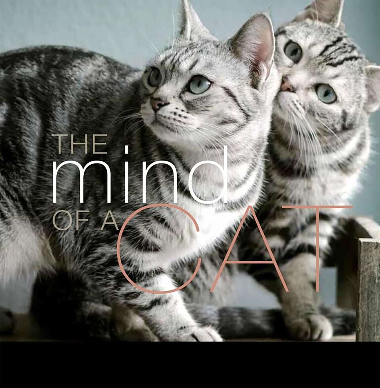 9781944833497 The Mind of a Cat