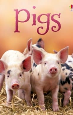 Pigs
